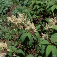 Koenigia mollis (D.Don) T.M.Schust. & Reveal